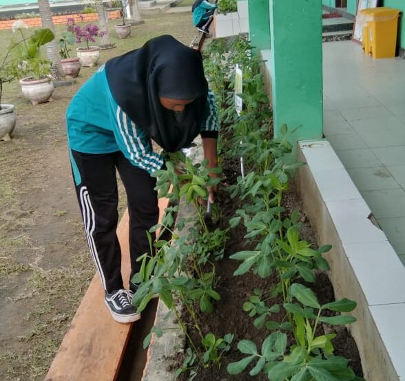 Giat Siswa ATPH SMKN1SBT Merawat Tanaman Sayur